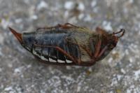 Melolontha melolontha