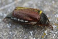 Melolontha melolontha
