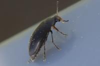 Anaspis frontalis