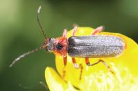 Cantharis rustica