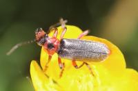 Cantharis rustica