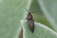 Cidnopus pilosus