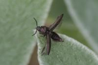 Cidnopus pilosus