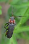 Cantharis fusca