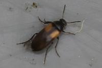 Anaspis fasciata