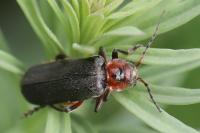 Cantharis rustica