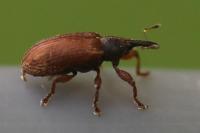 Bradybatus kellneri