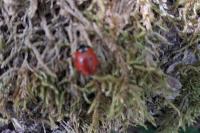 Coccinella septempunctata