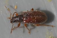 Phyllobius oblongus