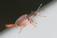 Phyllobius oblongus