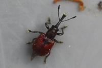 Tatianaerhynchites aequatus