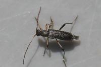 Grammoptera ruficornis