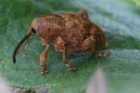 Curculio