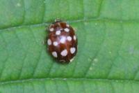 Calvia quatuordecimguttata
