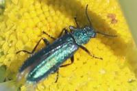 Psilothrix viridicoerulea