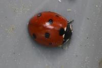 Coccinella septempunctata