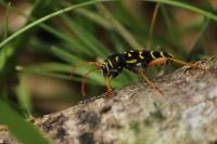 Plagionotus arcuatus