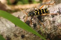Plagionotus arcuatus