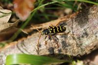 Plagionotus arcuatus