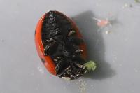 Coccinella septempunctata