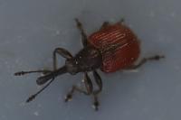 Tatianaerhynchites aequatus