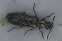 Dasytes aeratus