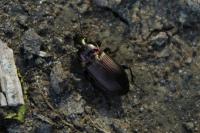 Poecilus cupreus