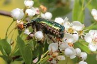 Cetonia aurata