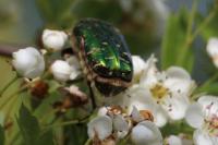 Cetonia aurata