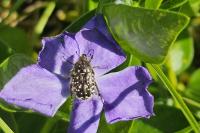 Oxythyrea funesta
