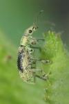 Polydrusus cervinus
