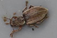 Polydrusus marginatus