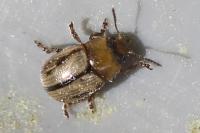 Gonioctena olivacea