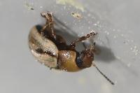 Gonioctena olivacea
