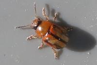 Gonioctena olivacea