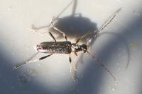 Grammoptera ruficornis