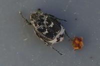 Valgus hemipterus