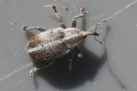 Tychius parallelus