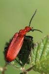 Pyrochroa serraticornis