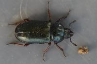 Platycerus caraboides