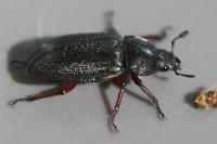 Platycerus caraboides