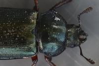 Platycerus caraboides