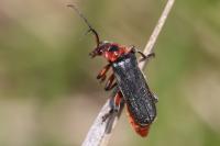 Cantharis rustica