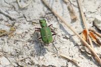 Cicindela campestris