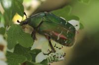 Cetonia aurata