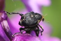 Mononychus punctumalbum