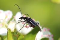 Rutpela nigra