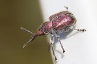 Rhynchites auratus
