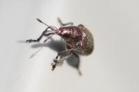 Rhynchites auratus