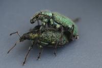 Phyllobius betulinus